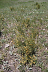 Ephedra major procera