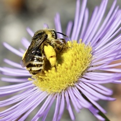 Melissodes microstictus