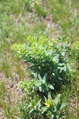 Euphorbia condylocarpa