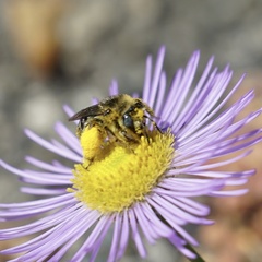 Melissodes microstictus