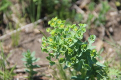 Euphorbia condylocarpa