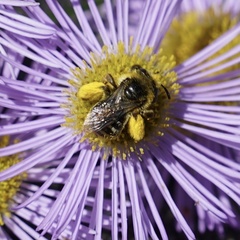 Melissodes microstictus