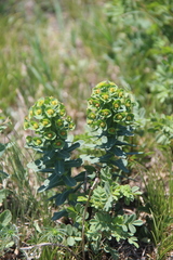 Euphorbia condylocarpa