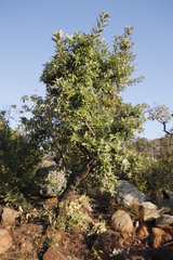 Brachylaena transvaalensis