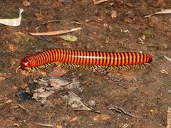 Rhinocricidae