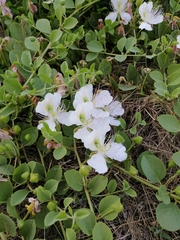 Capparis spinosa