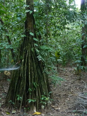 Iriartea deltoidea