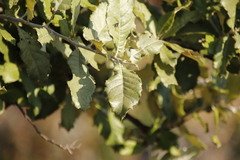 Brachylaena transvaalensis