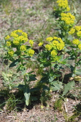 Euphorbia iberica
