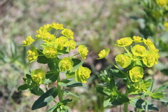 Euphorbia iberica