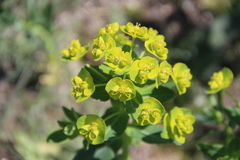 Euphorbia iberica