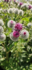 Arctium tomentosum