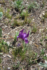 Iris furcata