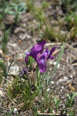 Iris furcata