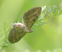 Eupithecia millefoliata
