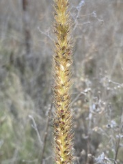 Setaria nigrirostris