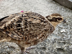 Syrmaticus reevesii