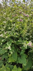 Arctium tomentosum