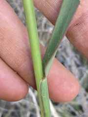 Setaria nigrirostris