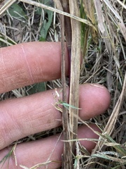 Setaria nigrirostris