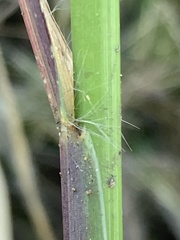 Setaria nigrirostris