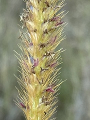 Setaria nigrirostris