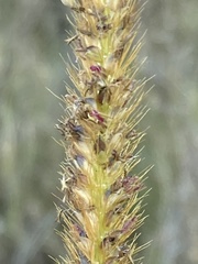 Setaria nigrirostris