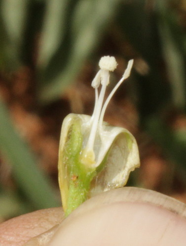 Ipomoea obscura var. obscura image