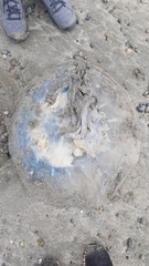 Rhizostomatoidea