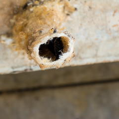 Panyptila cayennensis