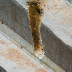 Panyptila cayennensis