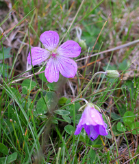 Geranium yesoense nipponicum