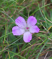Geranium yesoense nipponicum