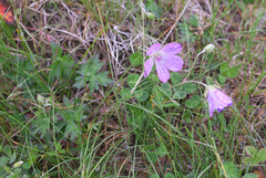 Geranium yesoense nipponicum