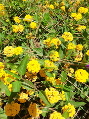 Lantana × hybrida