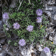 Globularia repens