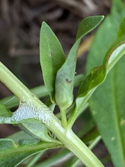 Dasineura lysimachiae