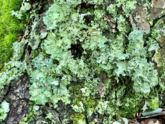 Ricasolia quercizans