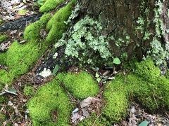Ricasolia quercizans