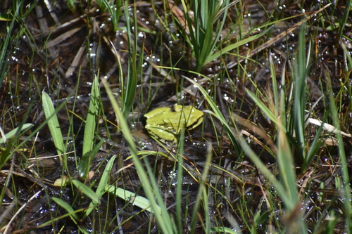 iNaturalist observation photo of Pacific chorus frog