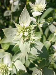 Pycnanthemum setosum