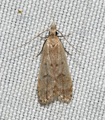 Dichomeris punctidiscellus