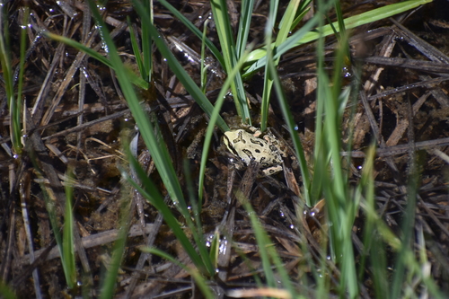 iNaturalist observation photo of Pacific chorus frog