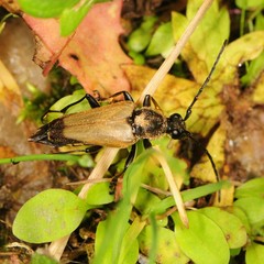 Trigonarthris