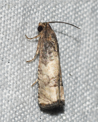 Epiblema desertana