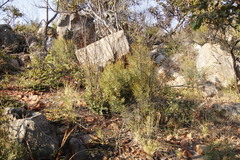 Euclea linearis