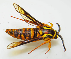 Paranthrene simulans