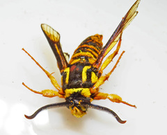 Paranthrene simulans