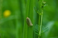Zelotherses paleana