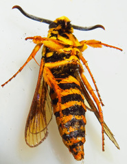 Paranthrene simulans